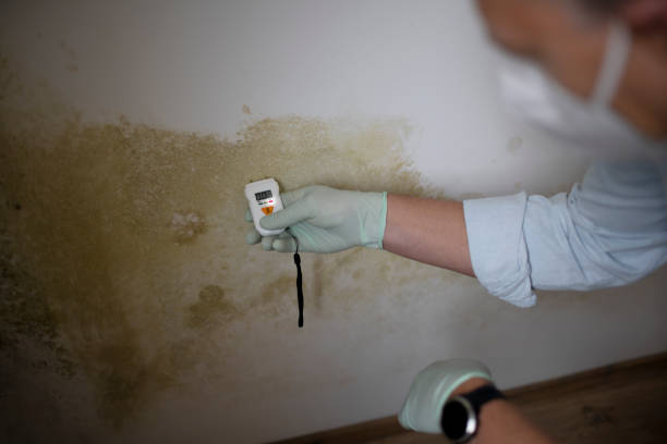 Best Black Mold Remediation in Winnemucca, NV